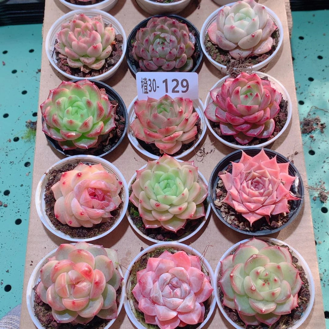 30-129一物一拍多肉带盆18颗