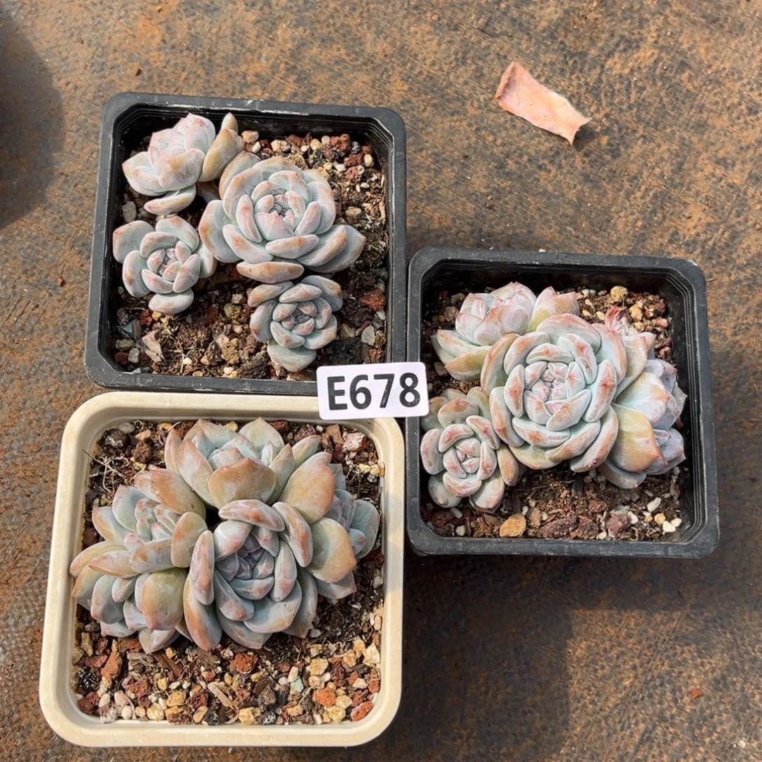 678号新疆西藏内蒙古不包邮