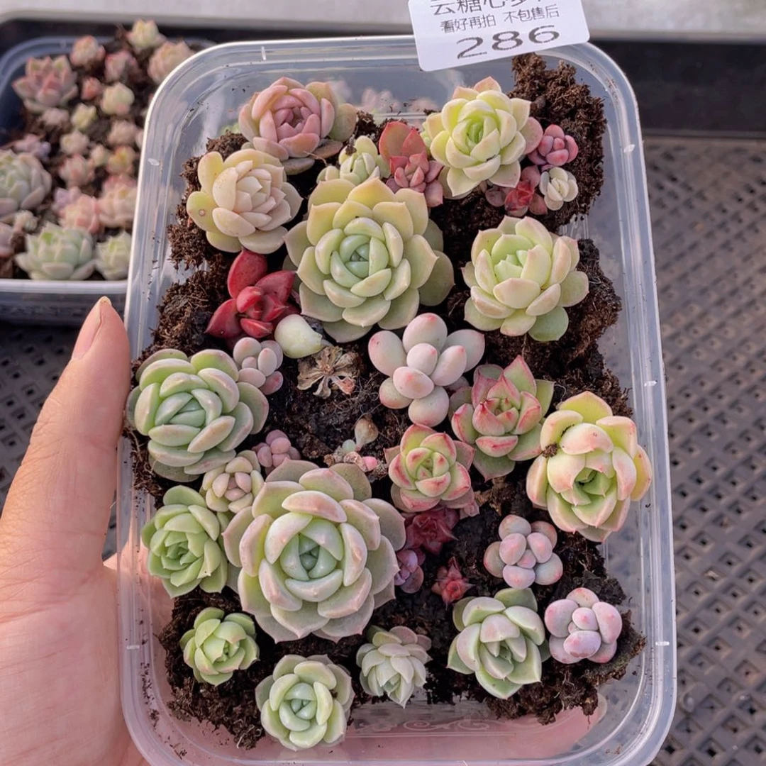 云糖心多肉植物286