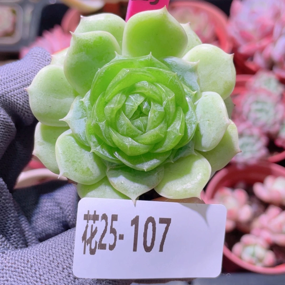花利美25-107新品珍妮