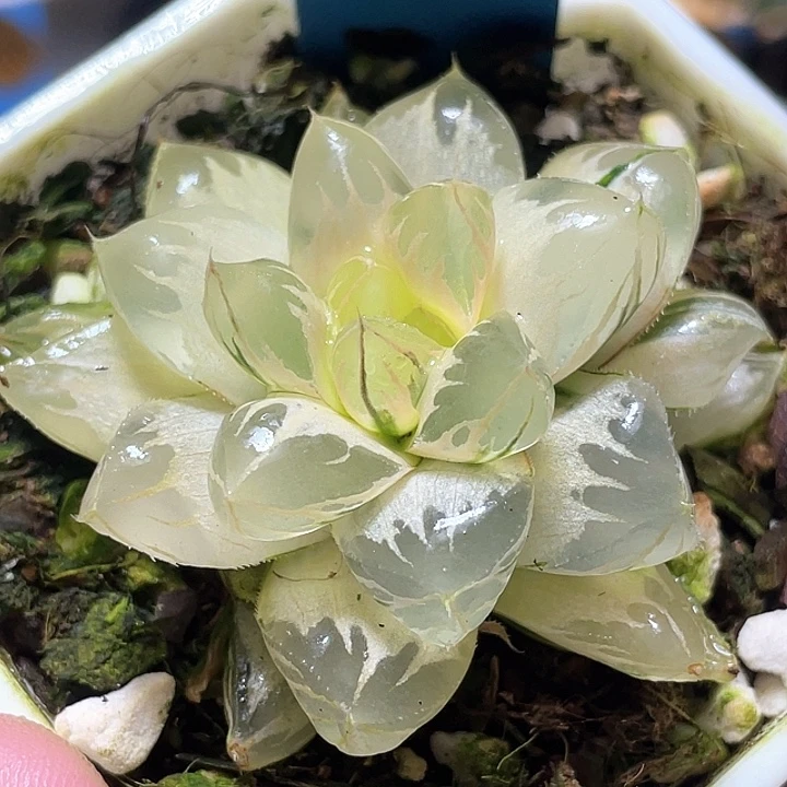 764糊斑水晶实生锦特选福利