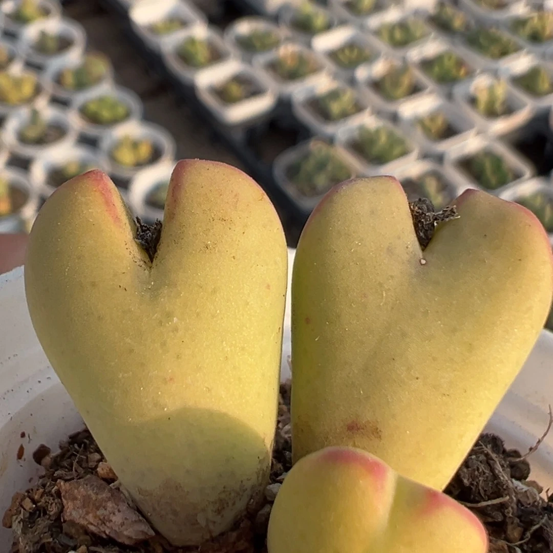 25多肉植物百科知识