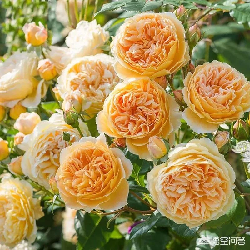 【浓香 王妃】庭院爬藤月季花苗大花浓香型四季开藤本植物