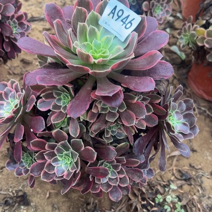 金丝却多肉植物946.