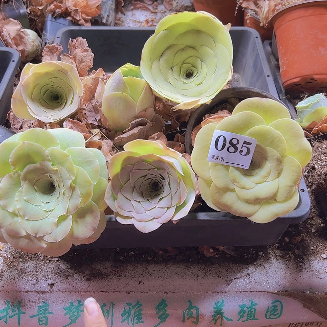 085一物一拍大玫瑰