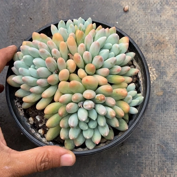 L****吖多肉植物一物一拍