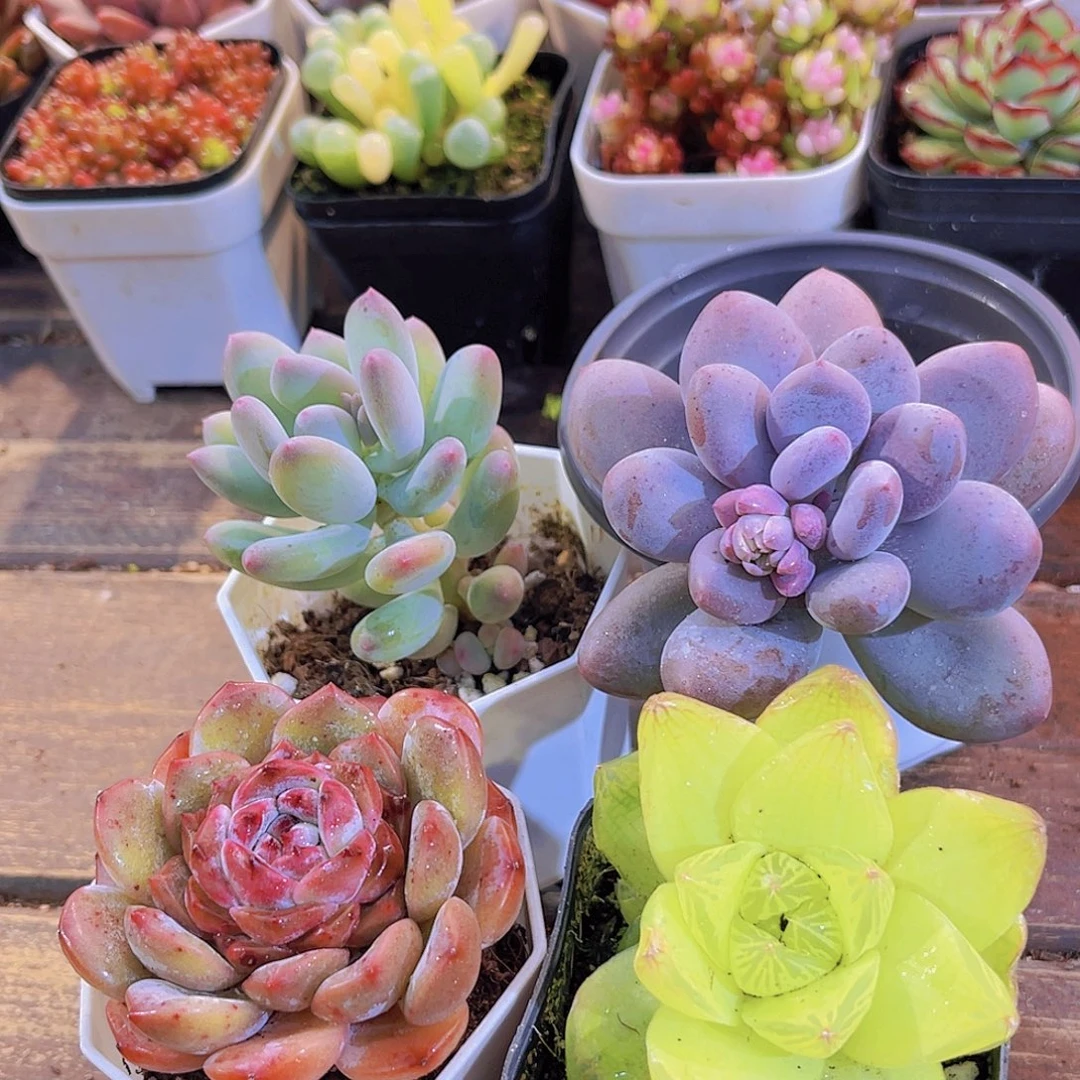 苹果奶➕溏心➕芭比奶酪➕黄金雨露