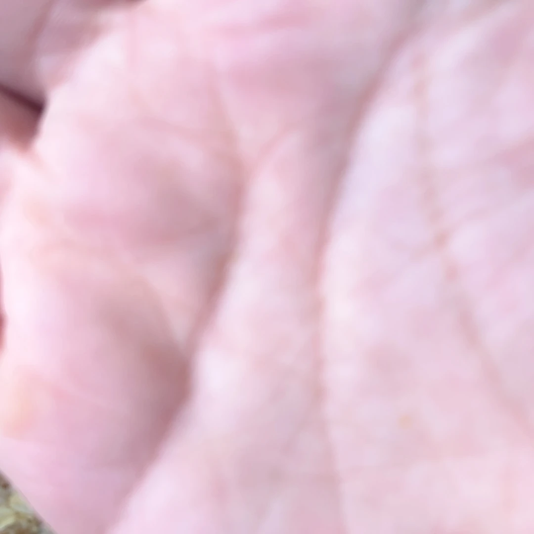 是***吖虎皮鹦鹉我的小姐姐