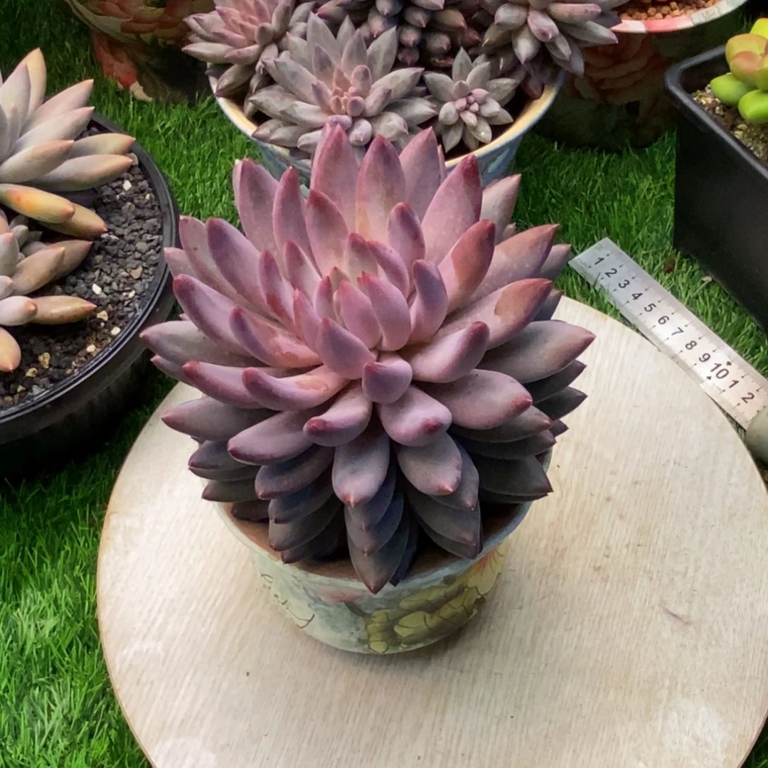 叠叶大单头虞美人