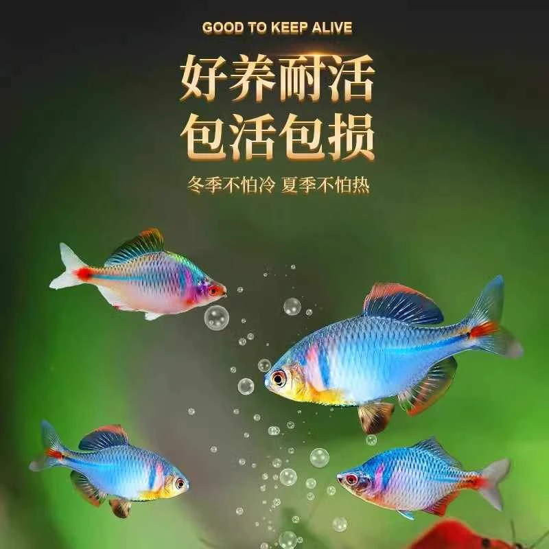 活鱼好养耐活冷水鱼鳑鲏鱼观赏鱼不加温 淡水活鱼小型鱼