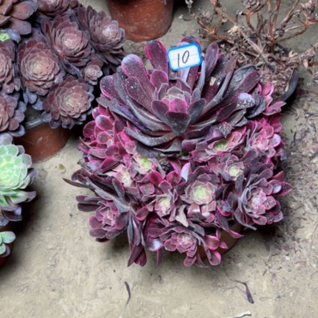 【闪购商品】多肉植物凤冠10