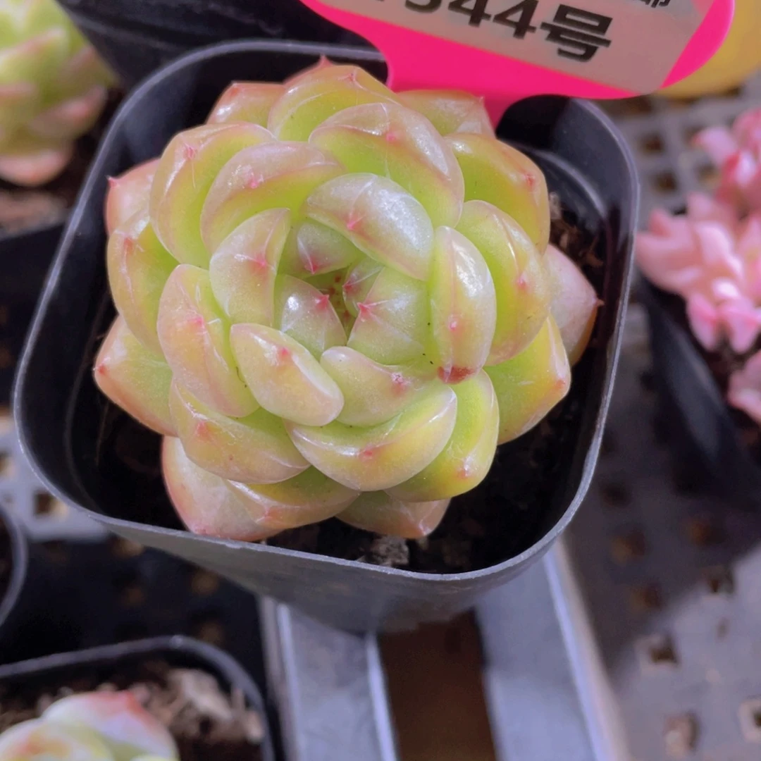 1544号 丸叶冰透海洋之心