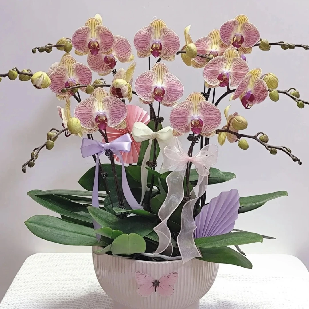 【和弦】蝴蝶兰 无花剑 仅是苗 3.5寸杯