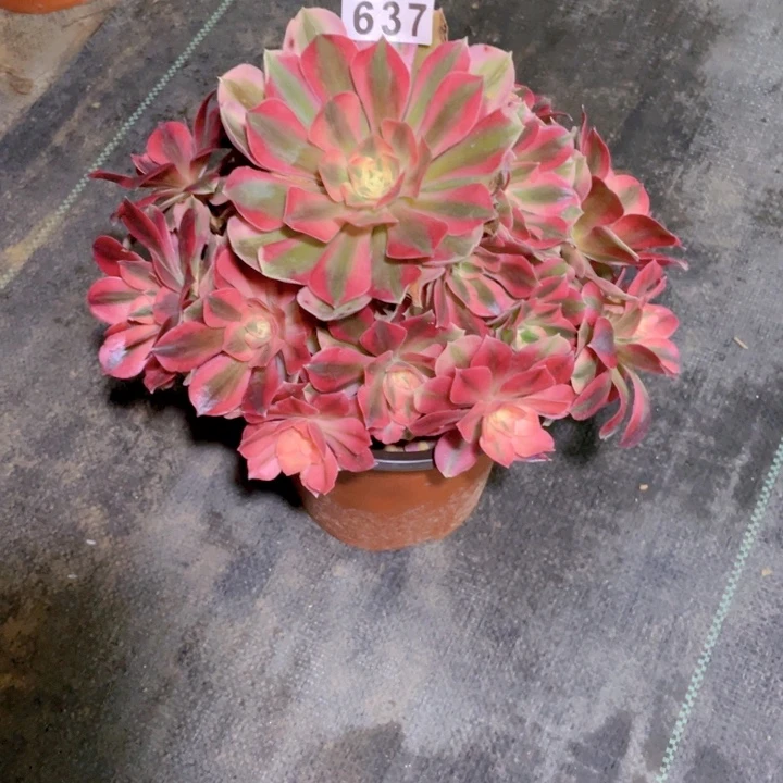 637开播福利，老庄女巫