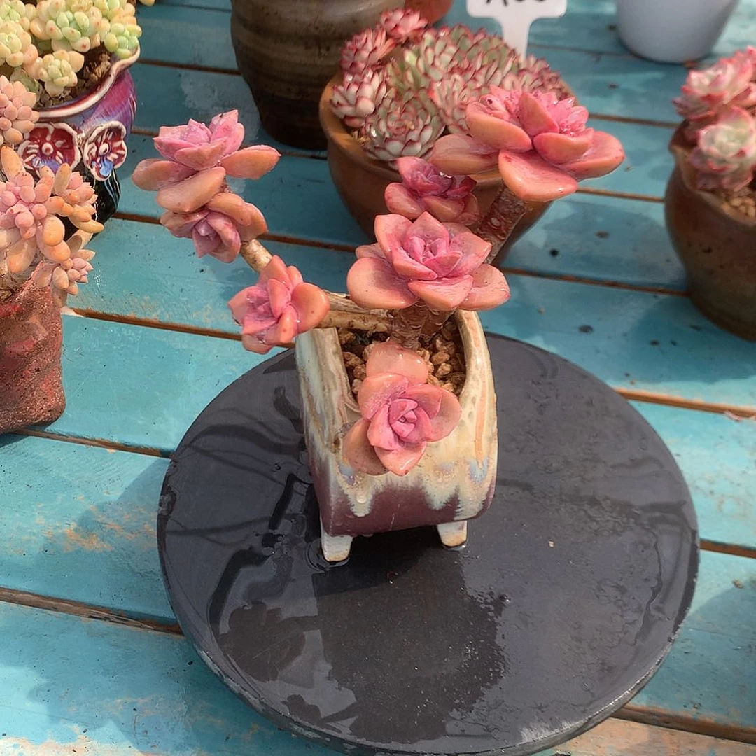 夕*红彩虹糖多肉植物脱土