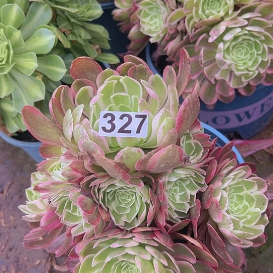 木***兰多肉植物一个法师