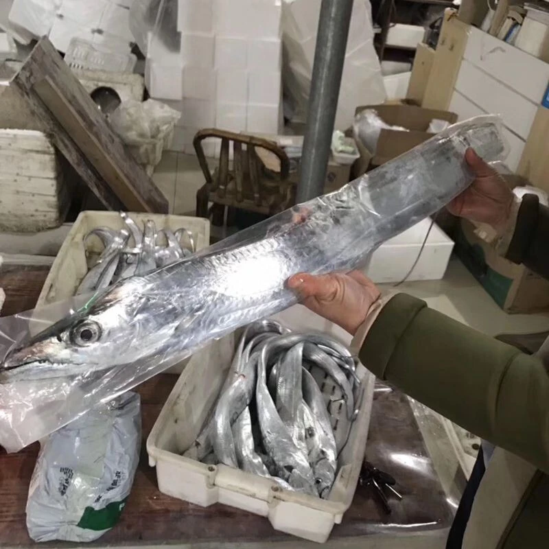 连云港发货  新鲜海钓带鱼500-1500克