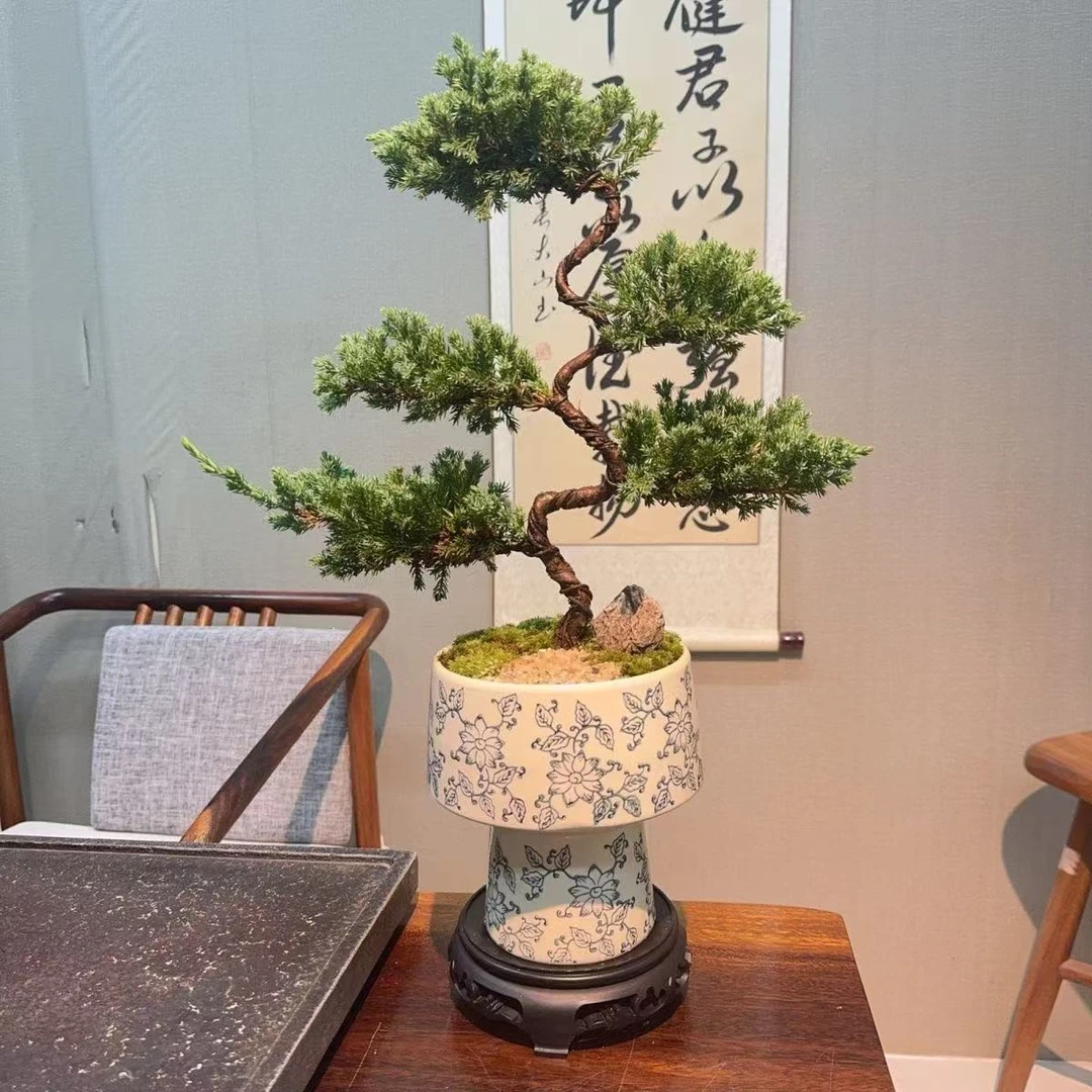 五层真柏迎客造型桌面高档青花瓷艺文人盆办公室中式年宵花卉盆景