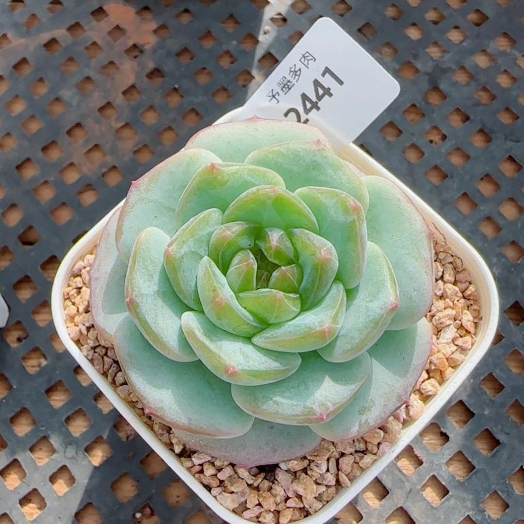 绿体孤品，2441多肉植物