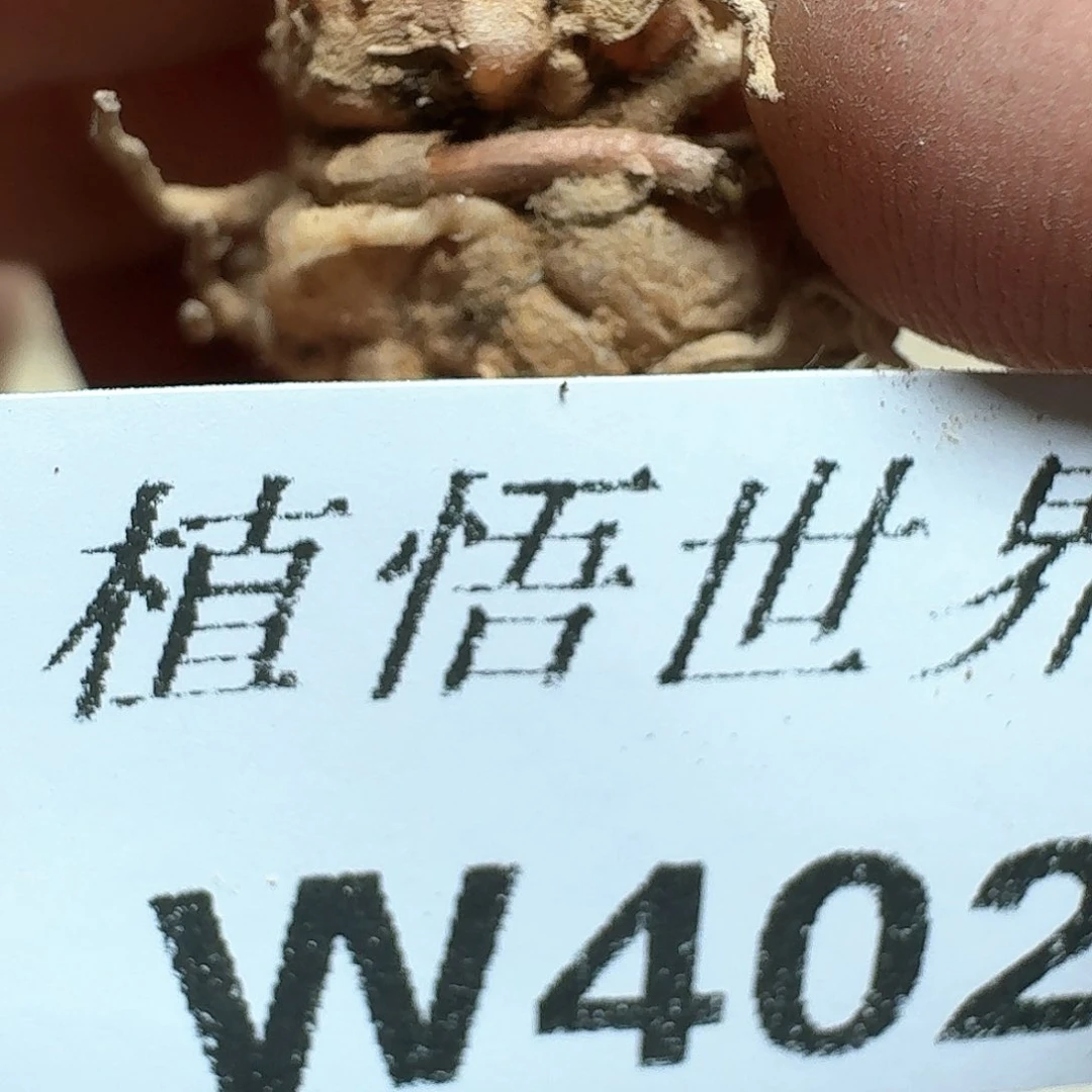 402盒的日子出差多肉植物哇