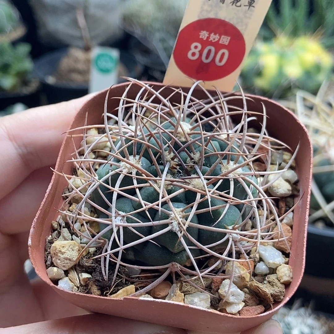 实生狂刺火东球4.8cm