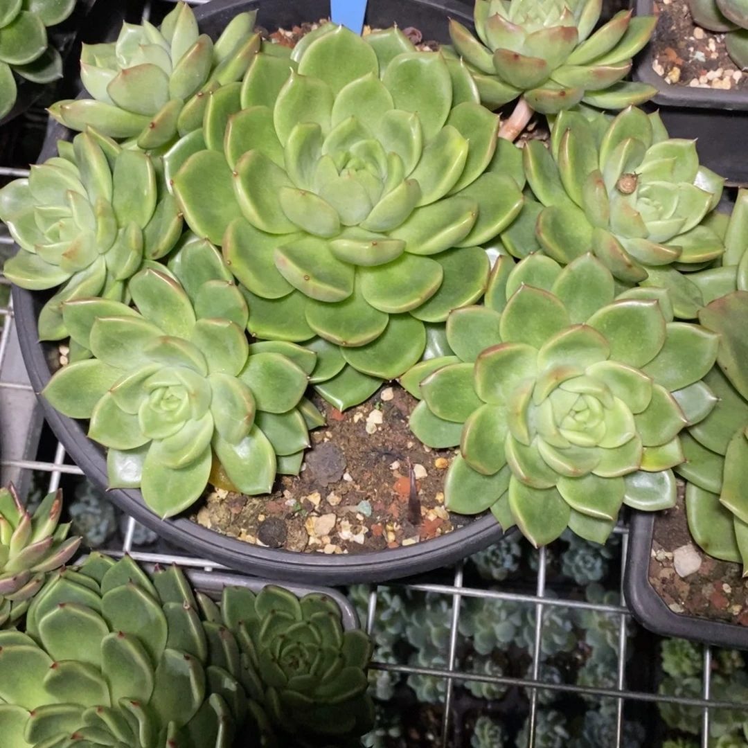x072-多肉植物 白玫瑰