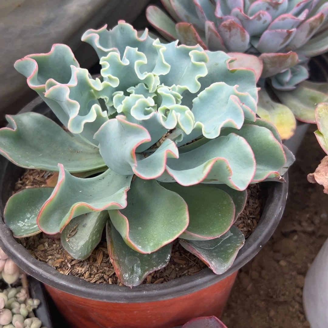 多肉植物水瓶座包菜