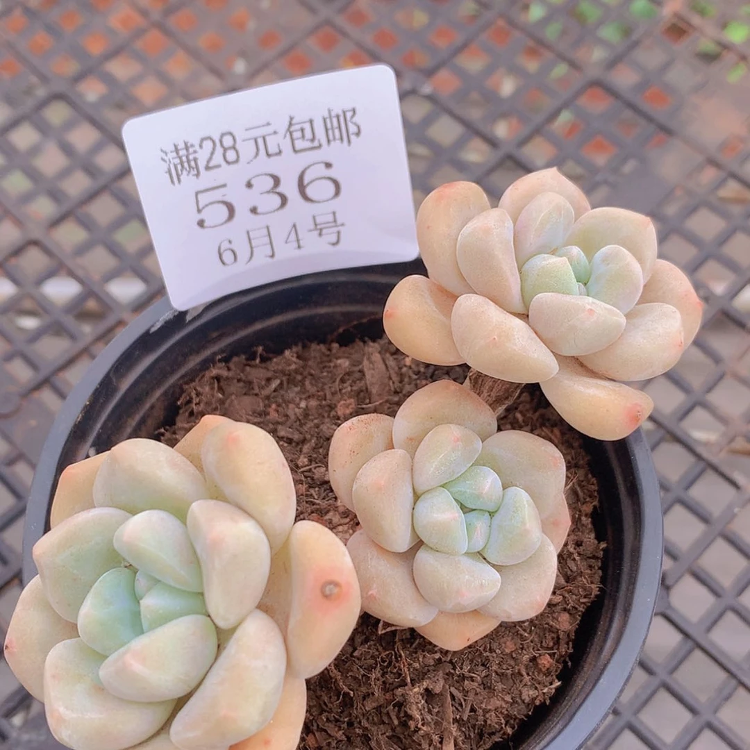 【闪购商品】云536号