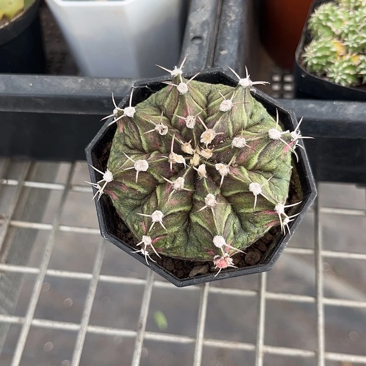 我也不知道我为什么要这样