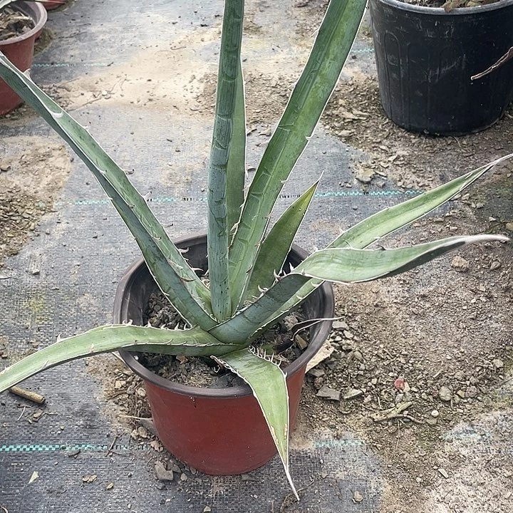无花朵九吞童子35789