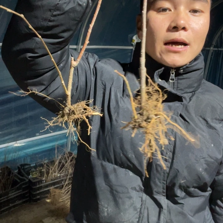 复色东洋锦海棠花一颗苗