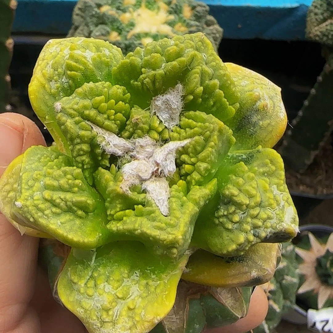 牡丹锦653仙人球开花