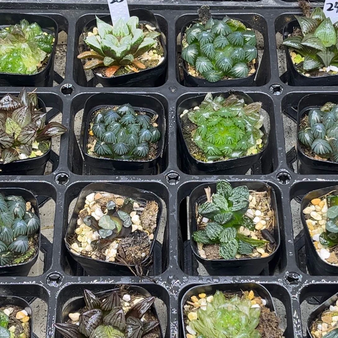 23 脱土包邮8颗福利