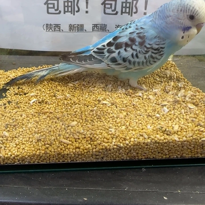 虎皮鹦鹉大头虎皮鹦鹉