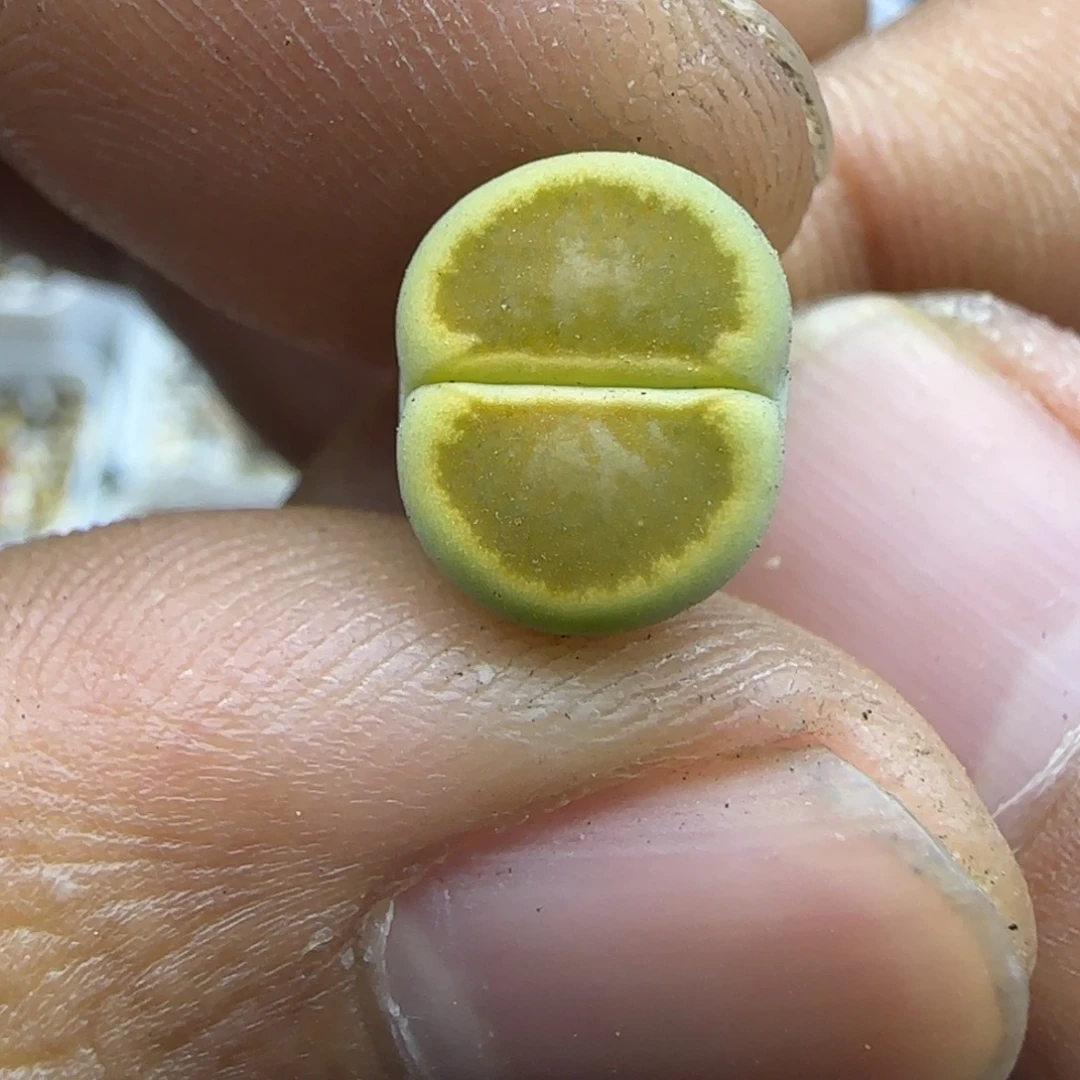 460 生石花大棚直播