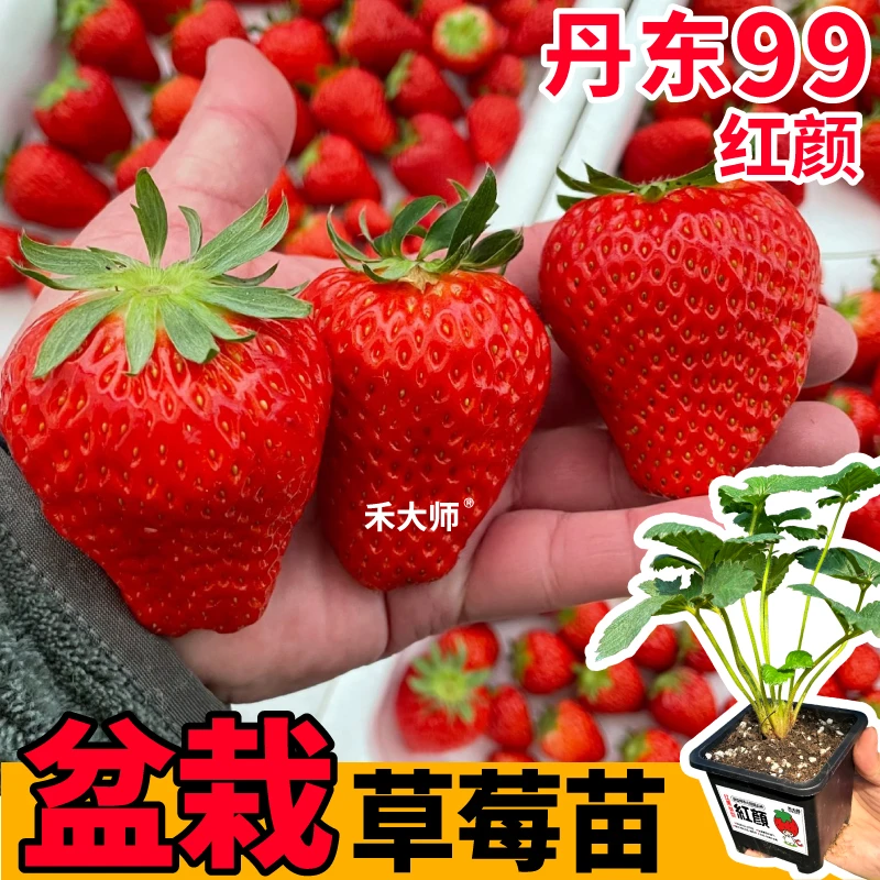 四季红颜草莓苗原土原盆丹东99真红美玲玄玉梦之莹越雪妃小院阳台