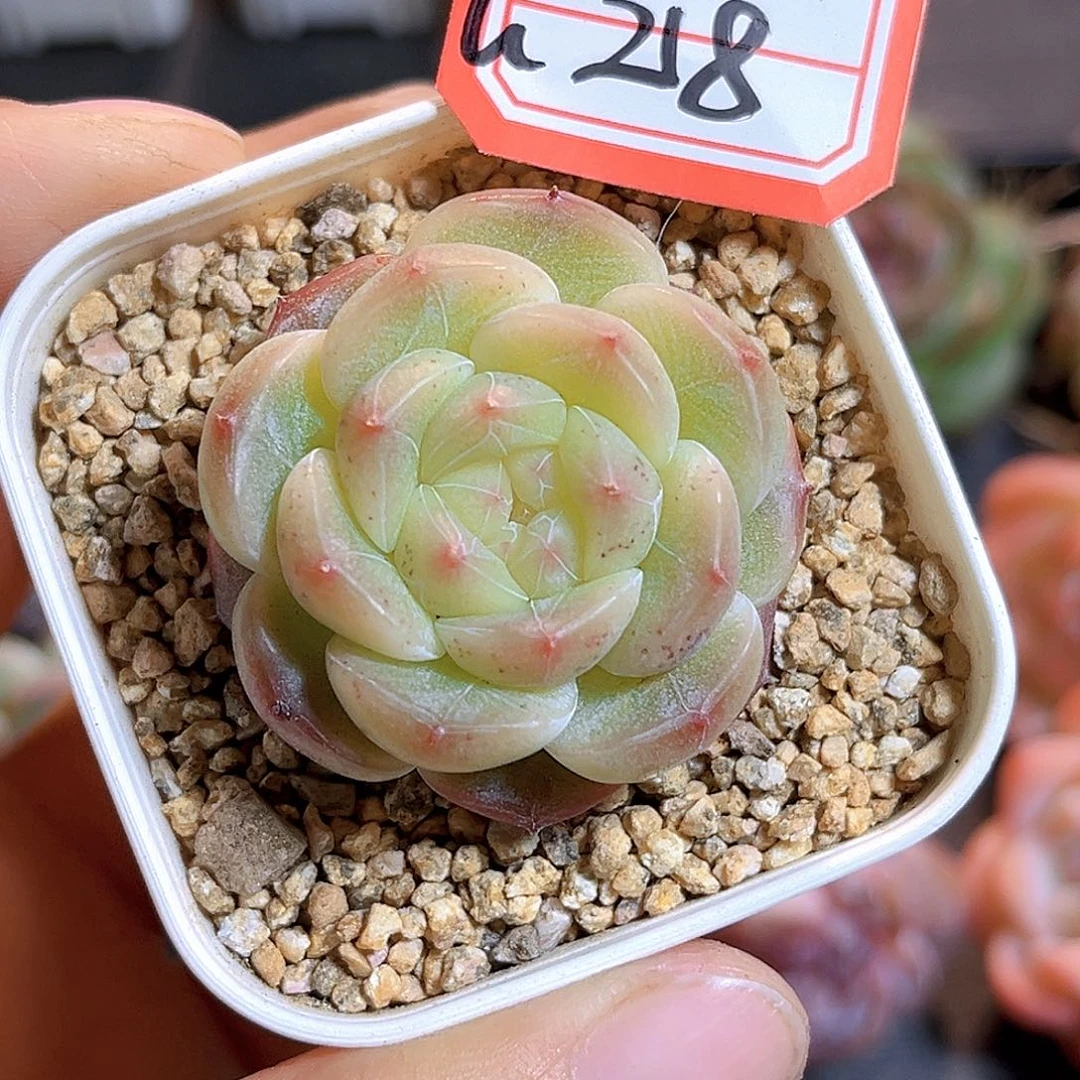 G218 一物一拍多肉 尘渺