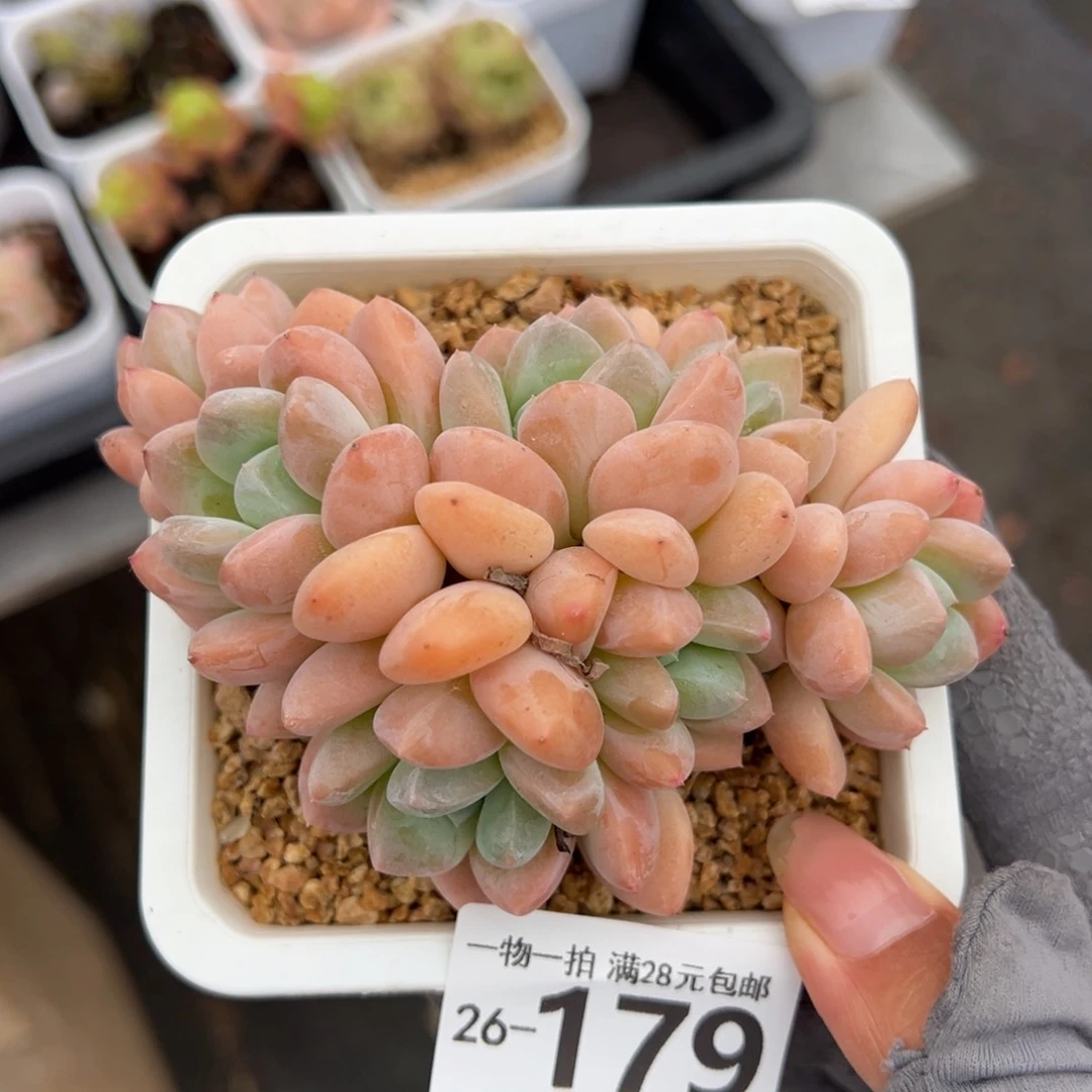 芙丽朵多肉多肉多肉多肉