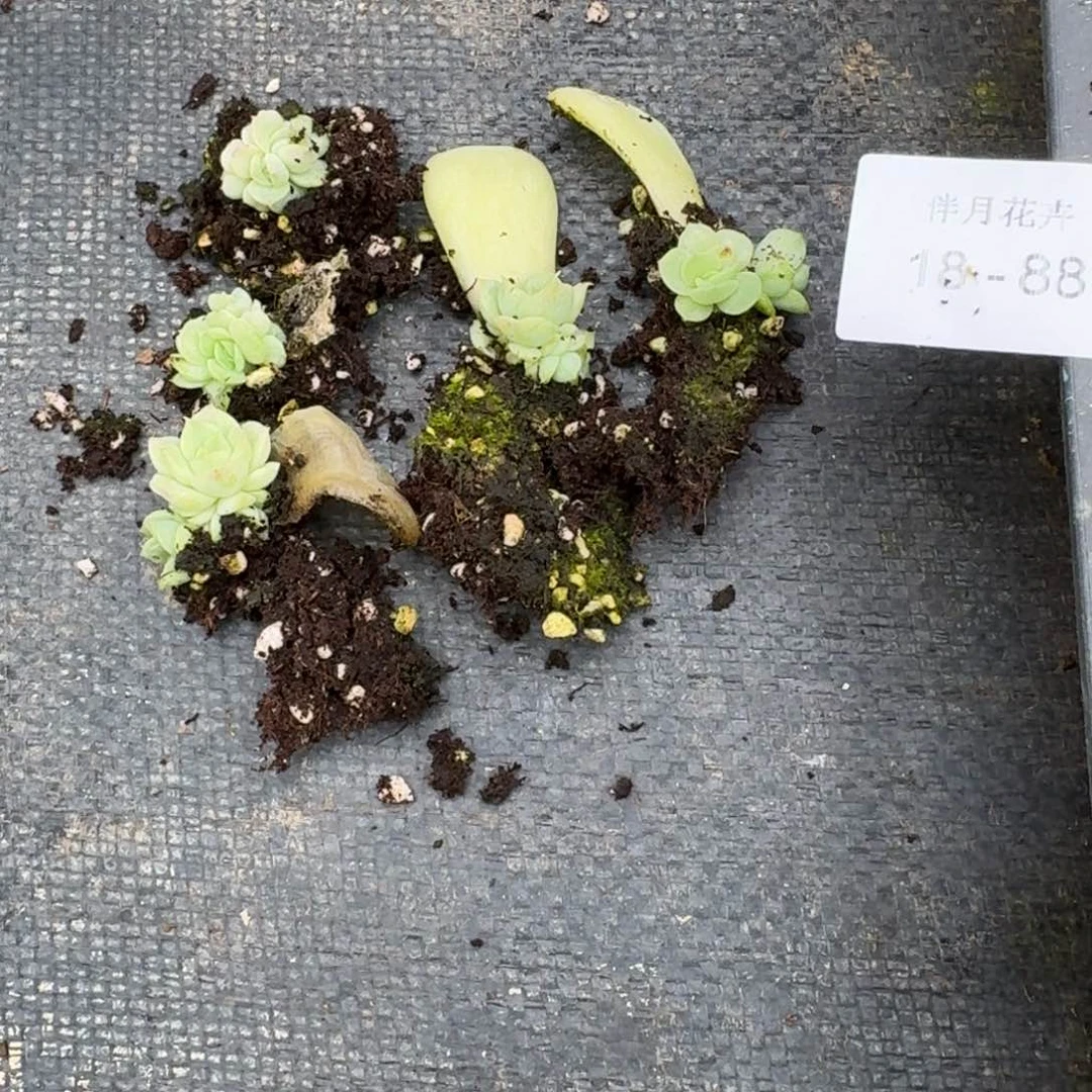 凸起杂交一颗量拍18-88