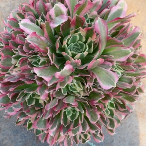 多肉植物雨花石锦。