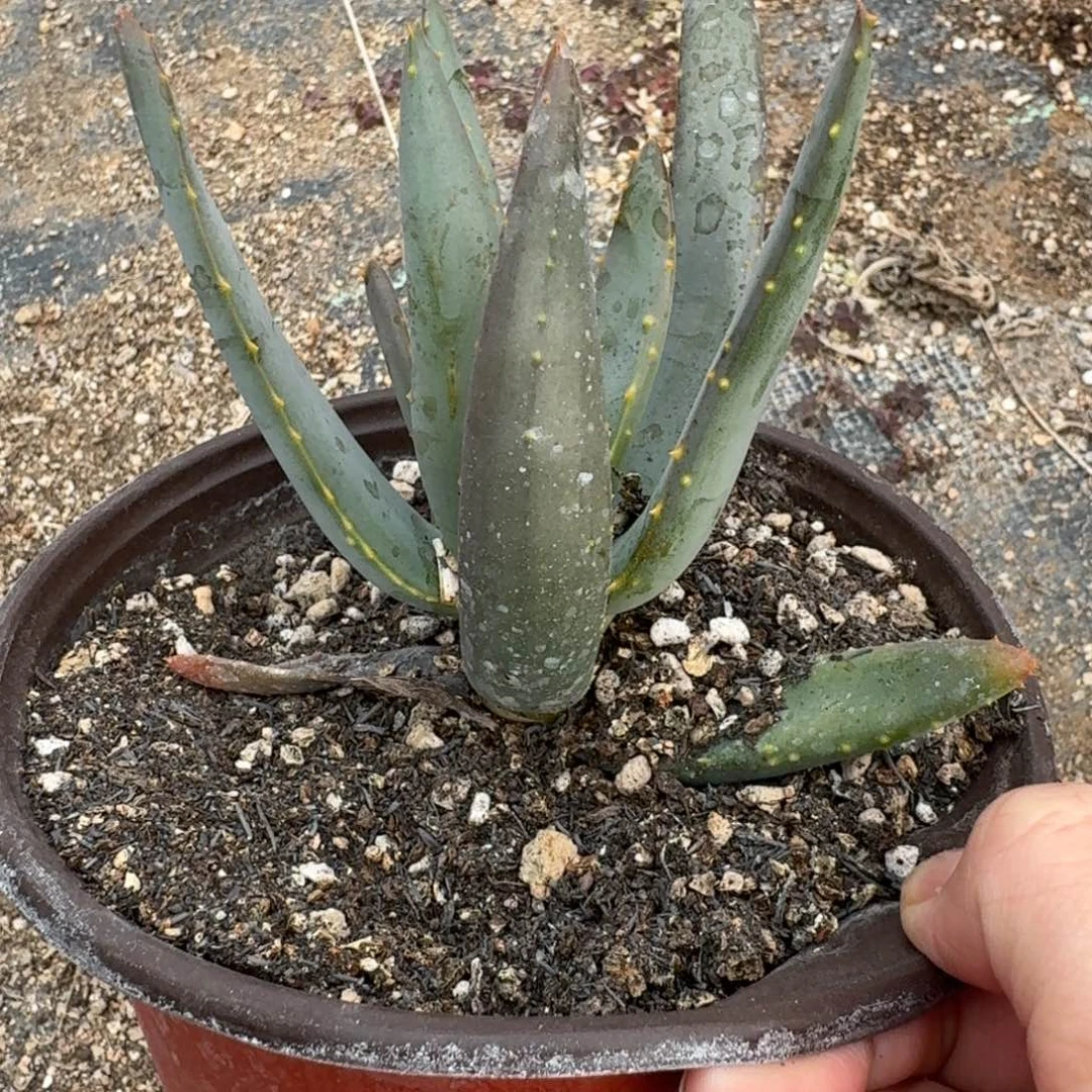 二岐芦荟一物一拍多肉