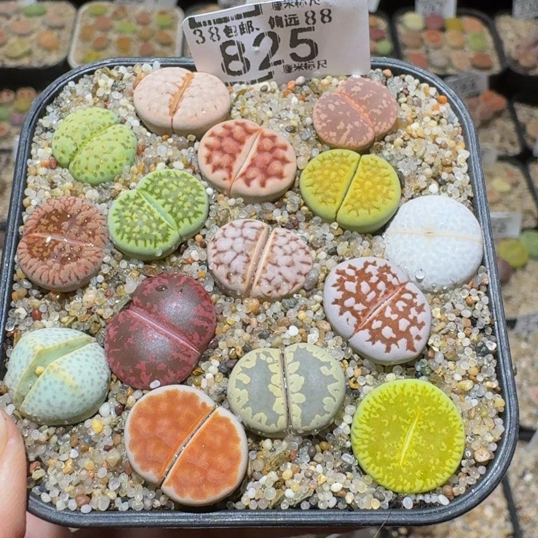 Sssss精品生石花825