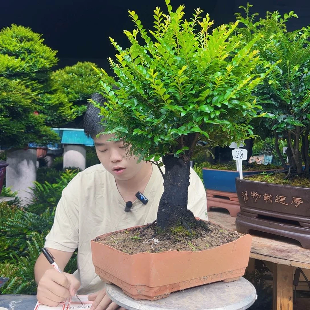 无花朵用****6秀明园艺秀明园艺