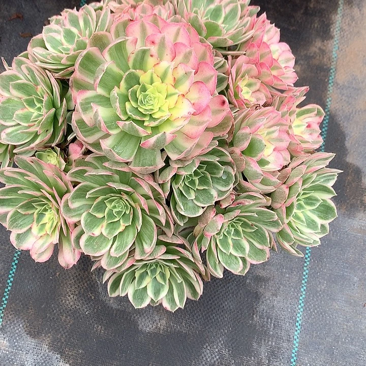 虾***将完全开放法师图片多肉植物
