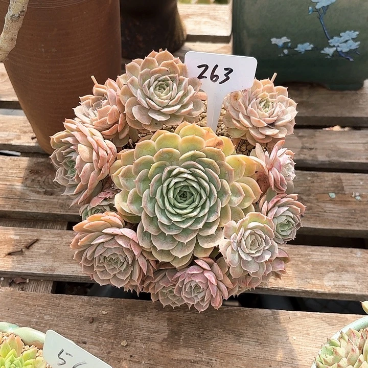 多肉植物，昂斯若263号