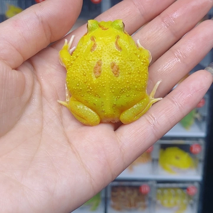 角蛙恭喜发财大吉大利