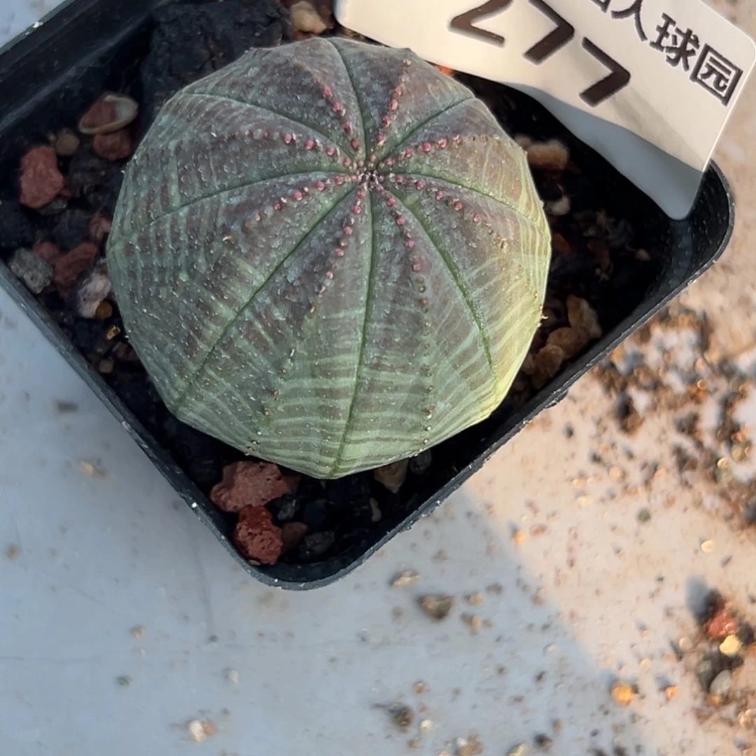 峰***c277 仙人球的比赛