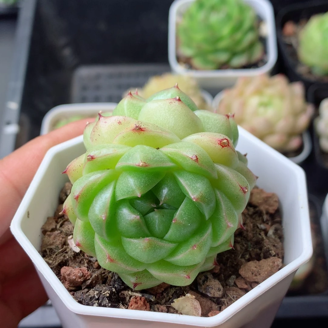 58包邮  群生不包整 97