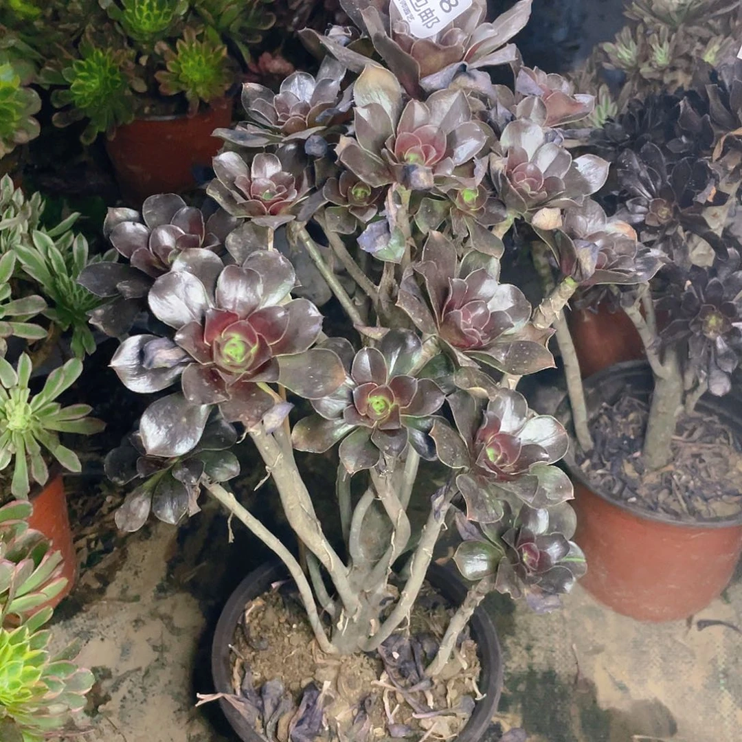 348灰原叶多肉小损不包有老伤