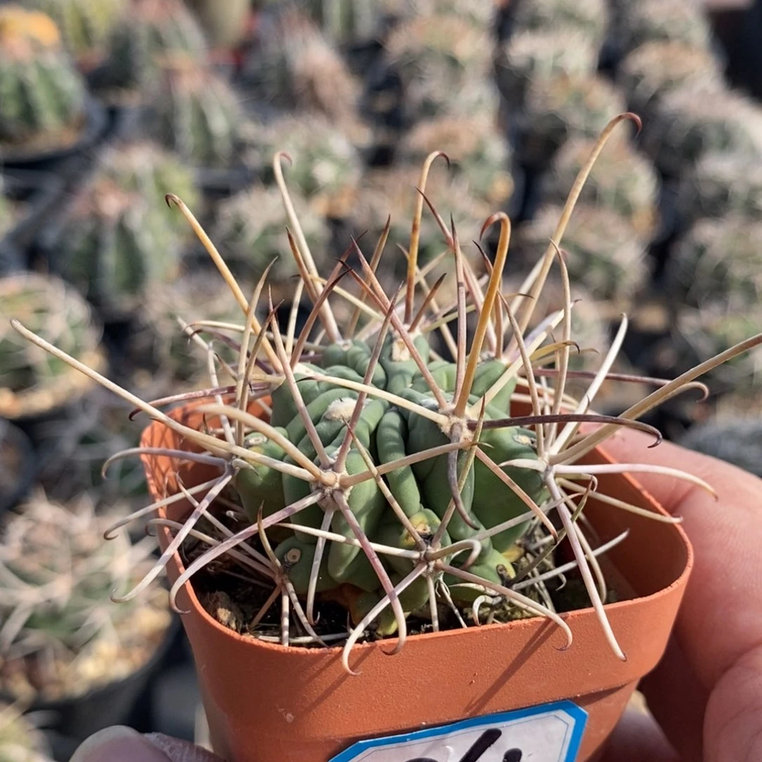 植播园艺控养黑罗莎